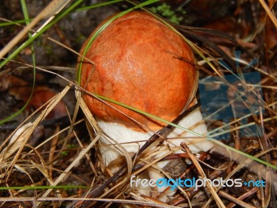 Collection And Preparation Of Autumn Edible Mushrooms  Stock Photo