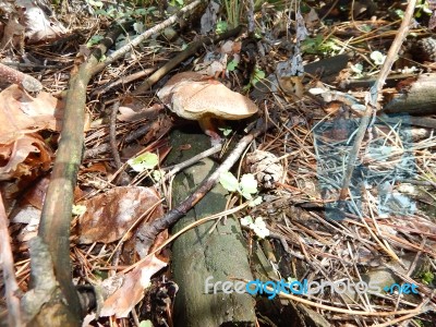 Collection And Preparation Of Autumn Edible Mushrooms  Stock Photo