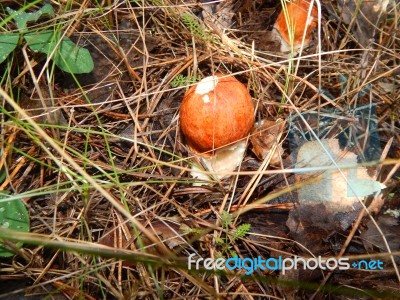 Collection And Preparation Of Autumn Edible Mushrooms  Stock Photo