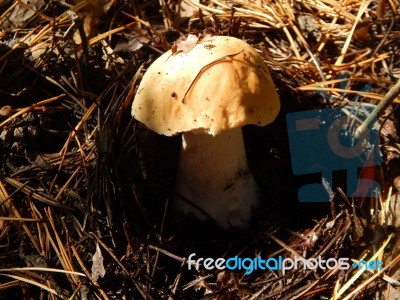 Collection And Preparation Of Autumn Edible Mushrooms Stock Photo