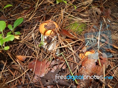 Collection And Preparation Of Autumn Edible Mushrooms Stock Photo