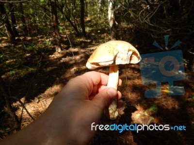 Collection And Preparation Of Autumn Edible Mushrooms Stock Photo