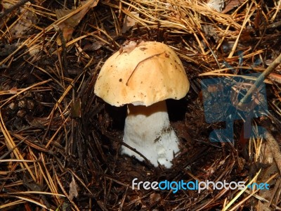 Collection And Preparation Of Autumn Edible Mushrooms Stock Photo