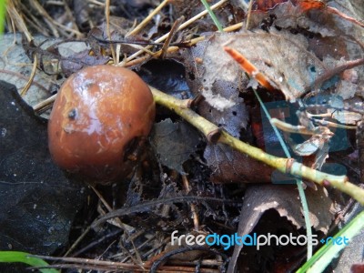 Collection And Preparation Of Autumn Edible Mushrooms Stock Photo