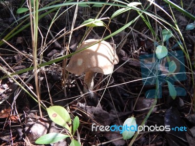 Collection And Preparation Of Autumn Edible Mushrooms Stock Photo