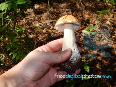 Collection And Preparation Of Autumn Edible Mushrooms Stock Photo