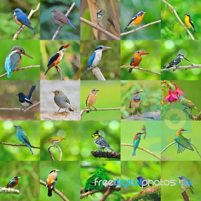 Collection Of Birds Stock Photo