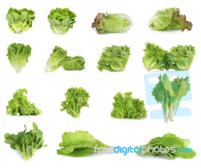 Collection Of Lettuce Isolated On White Background Stock Photo