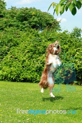 Collie Dog Catching A Ball Stock Photo