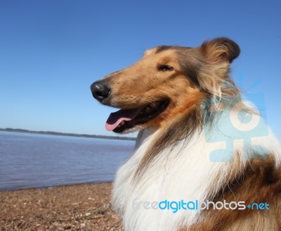 Collie Dog On The Beach Stock Photo