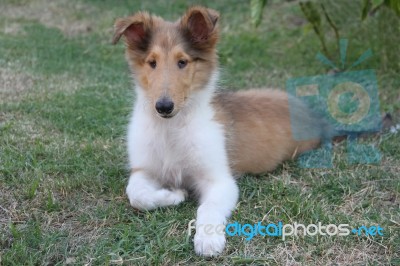 Collie Puppy Playing On The Green Grass Stock Photo