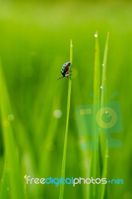 Color Full Insect On Grass After Rain Stock Photo