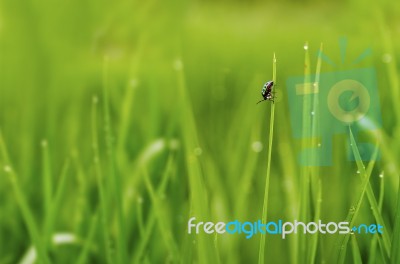 Color Full Insect On Grass After Rain Stock Photo