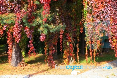 Color Leaves In Autumn  Park Stock Photo