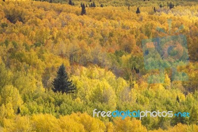 Colorado Autumn Stock Photo