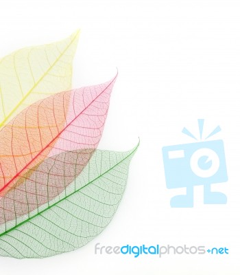 Colored Skeleton Leaves Stock Photo