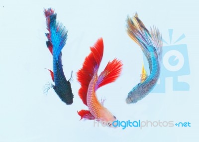 Colorful Stock Photo