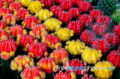 Colorful And Beautiful Thai Cactus Stock Photo