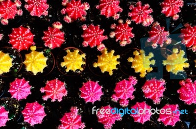 Colorful And Beautiful Thai Cactus Stock Photo