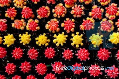 Colorful And Beautiful Thai Cactus Stock Photo