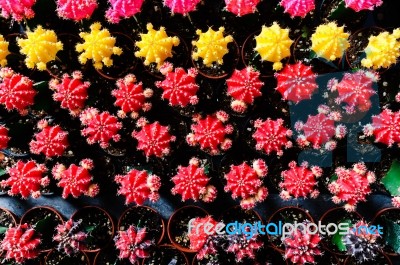 Colorful And Beautiful Thai Cactus Stock Photo