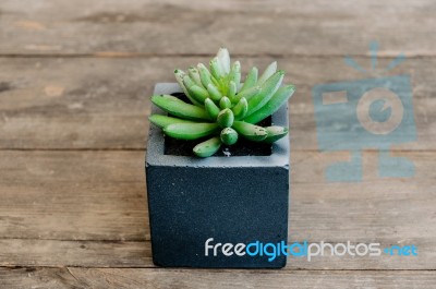 Colorful And Beautiful Thai Cactus Stock Photo