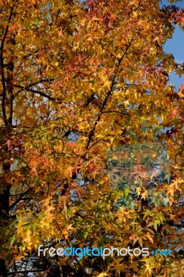 Colorful Autumn Leaves Stock Photo