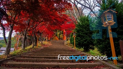 Colorful Autumn Leaves At Chureito Pagoda Stock Photo