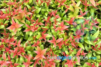 Colorful Background Of Red And Green Leaves Stock Photo