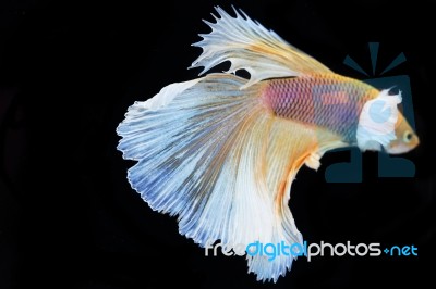 Colorful Betta(siam Fighting Fish) Isolated On Black Background Stock Photo