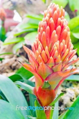 Colorful Blooming Bromeliad Plants Stock Photo