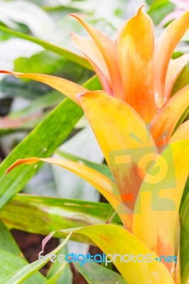 Colorful Blooming Bromeliad Plants Stock Photo