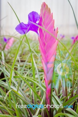 Colorful Blooming Bromeliad Plants Stock Photo