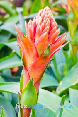 Colorful Blooming Bromeliad Plants Stock Photo