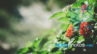 Colorful Blossom Stock Photo