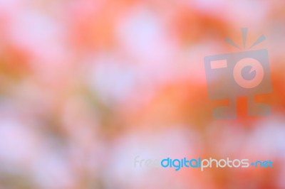 Colorful  Bokeh  Background Stock Photo