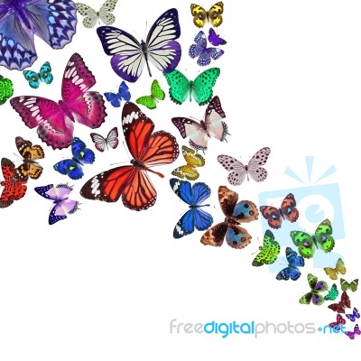 Colorful Butterflies Stock Photo