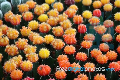 Colorful Cactus Background Stock Photo