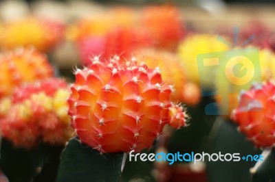 Colorful Cactus In Pots Stock Photo