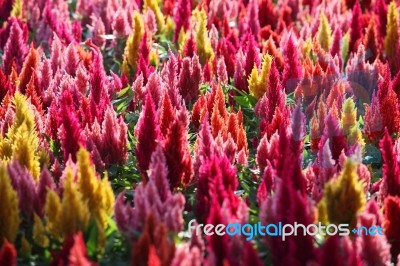 Colorful Celosia Garden Stock Photo