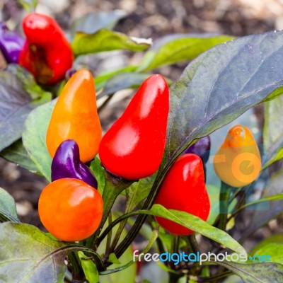 Colorful Chilli Stock Photo