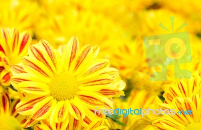 Colorful Chrysanthemum Flower Stock Photo