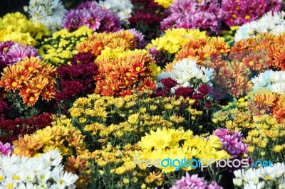 Colorful Chrysanthemum Flower Stock Photo