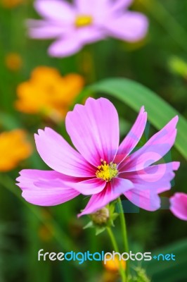 Colorful Cosmos Flower Blooming In The Field Stock Photo