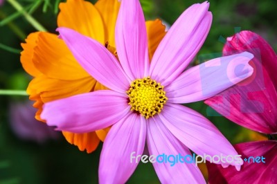 Colorful Cosmos Flower Blooming In The Field Stock Photo