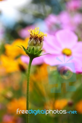 Colorful Cosmos Flower Blooming In The Field Stock Photo