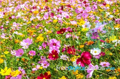 Colorful Cosmos Flower Blooming In The Field Stock Photo