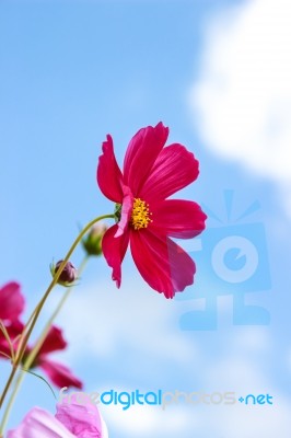 Colorful Cosmos Flower Blooming In The Field Stock Photo