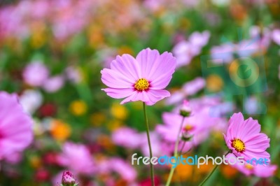 Colorful Cosmos Flower Blooming In The Field Stock Photo