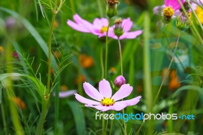 Colorful Cosmos Flower Blooming In The Field Stock Photo